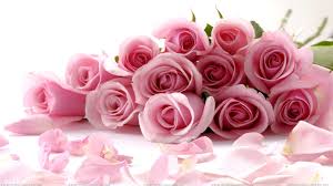 Pink roses in a bouquet